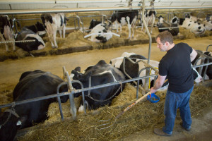 Lyndon Lichty Cleaning out Cow Barn