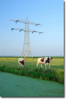 Two Cows in a Field near Electrical Poles