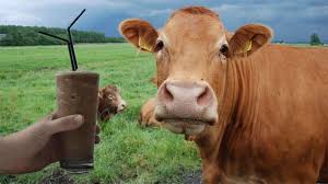 Brown Cows Make Chocolate Milk? | Absolute Insurance